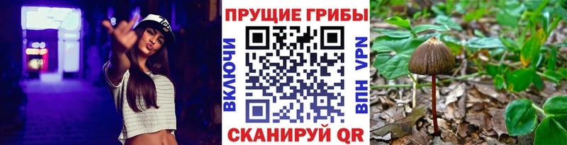 Галлюциногенные грибы Psilocybe  Купить закладки  Южа 